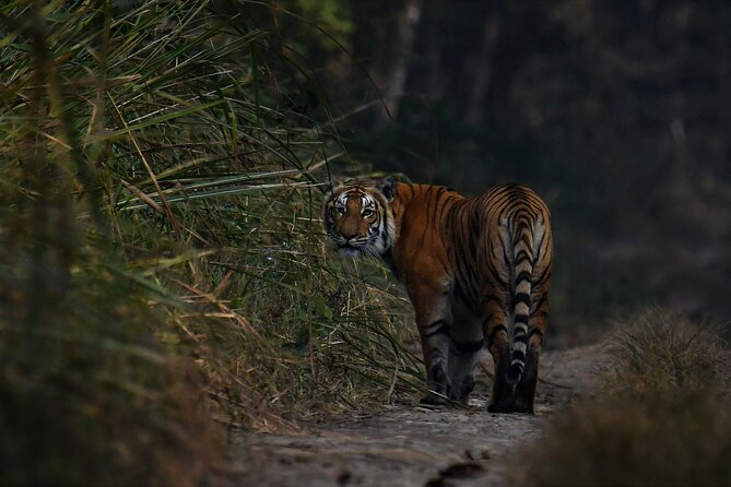 Night Stay in Chitwan National Park, 2 Nights 3 Days Package