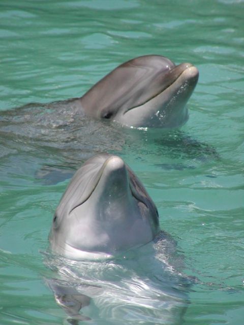 Ocho Rios: Dolphin Cove Tickets