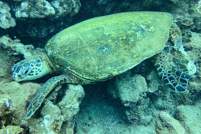 One Tank Scuba Diving in Kauai South Shore Certified Diver Only - Booking and Cancellation