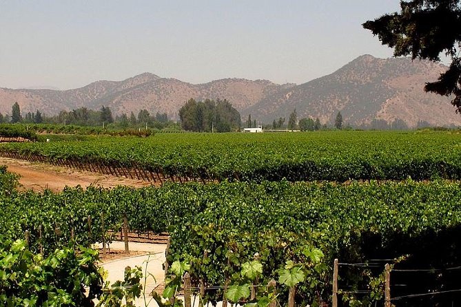 Premium Wine & Cheese Half Day Trip to Concha Y Toro Vineyard From Santiago