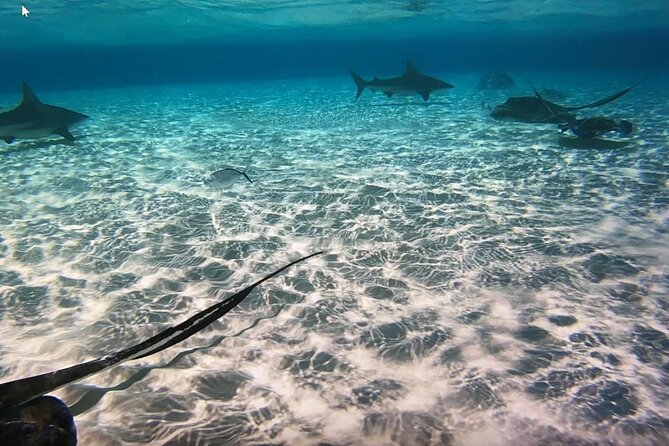 Private Full Day Charter - Stingray City, Starfish Point, Kaibo & Snorkeling