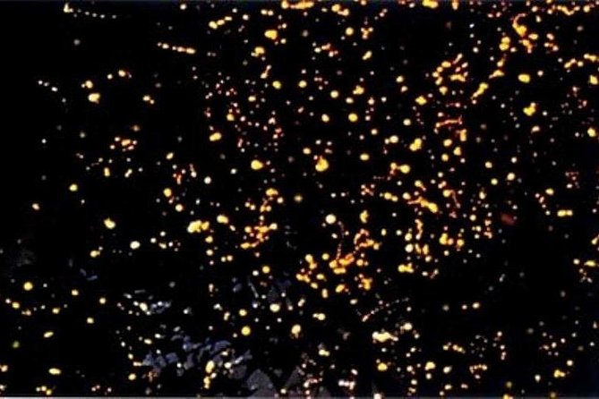 Puerto Princesa Fireflies Watching With Dinner - Key Points