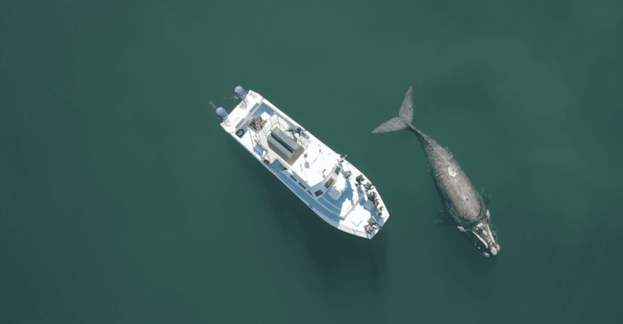 Shark & Whale Trip Combo