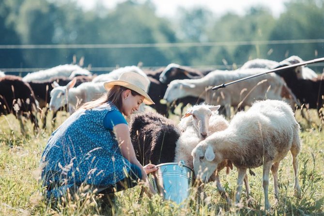 Sheep Games - Key Points