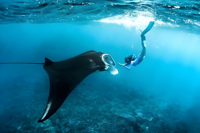 Snorkeling in Wall Point, Gamat Bay and Manta Bay: Nusa Penida Island