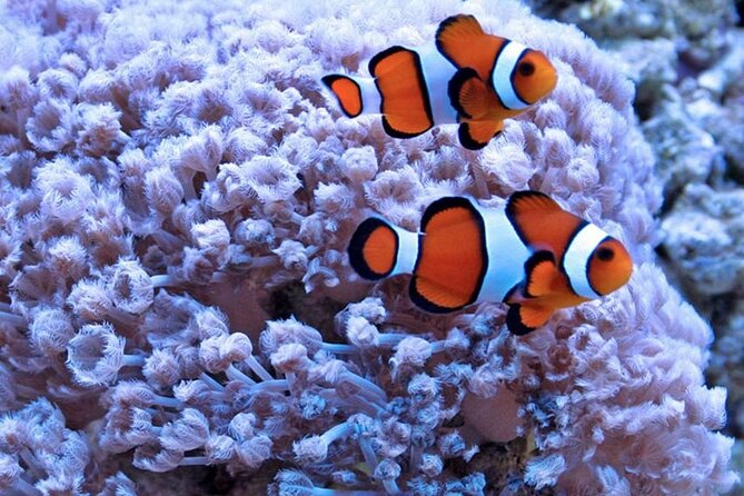 Super Sea Submarine Adventure With Snorkeling in Hurghada