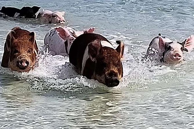 Swim With the Pigs / West End Experience - About Your Stay