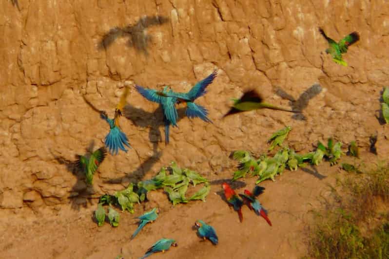 Tambopata Macaw Claylick & Andoval Lake 3 Days/2 Nights