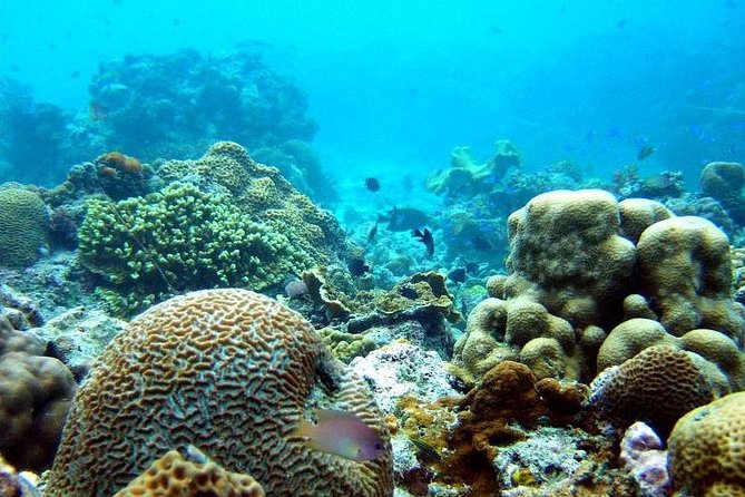 The Ultimate Rush: Moalboal Sardine Run and Kawasan Canyoneering