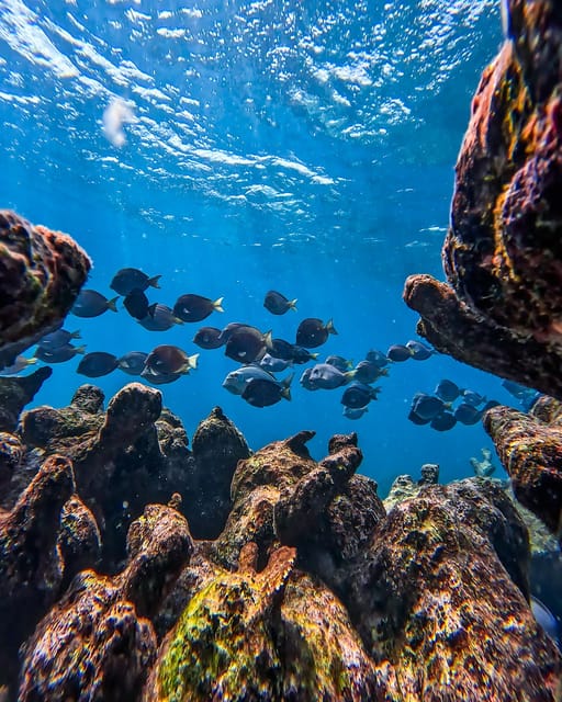 Tulum: Snorkeling at Paradise Reef