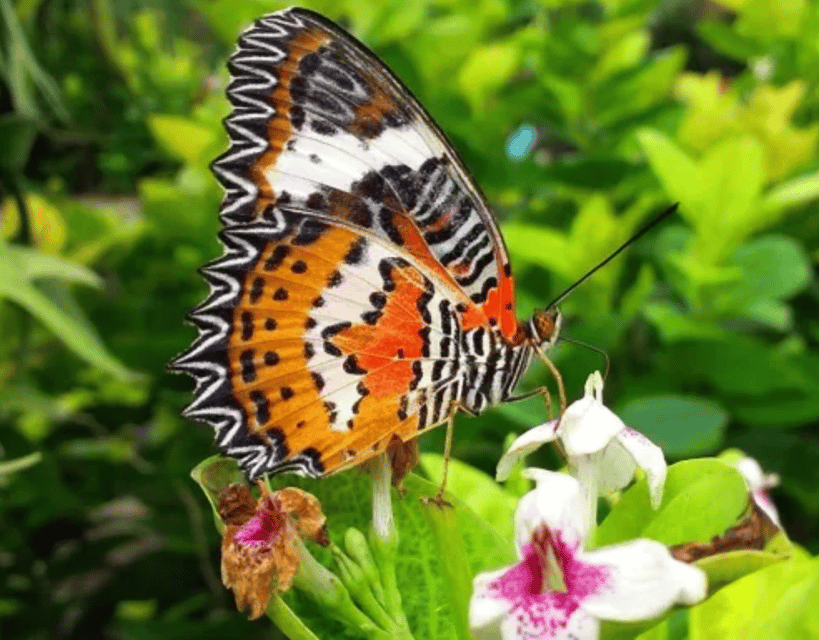 Ubud: Butterfly Park, Waterfall, and Rice Terrace Tour