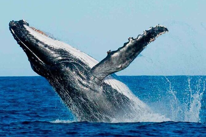 Whales Watching And Waterfall El Limon Adventure