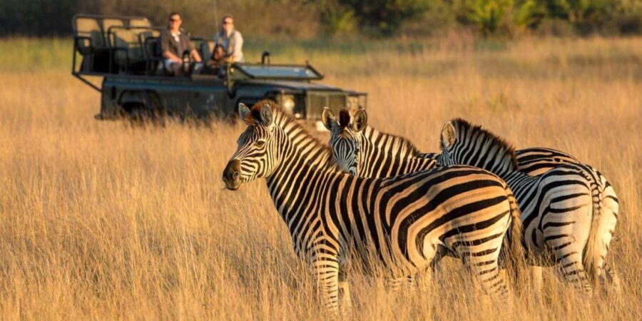 1/2 Day Phezulu Safari Park & Natal Lion Park From Durban