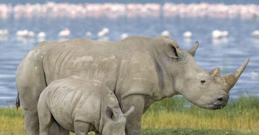 1/2 Day Tala Game Reserve & Natal Lion Park Tour From Durban