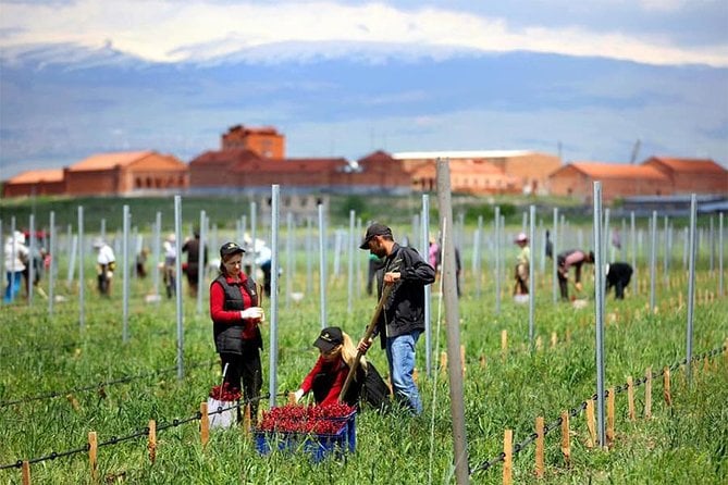 1-Day Tour to Aragatsotn Wine Region and Wine Route.