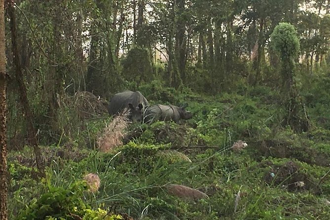 1 Night 2 Days Chitwan Jungle Safari Tour From Pokhara - Tour Overview and Details