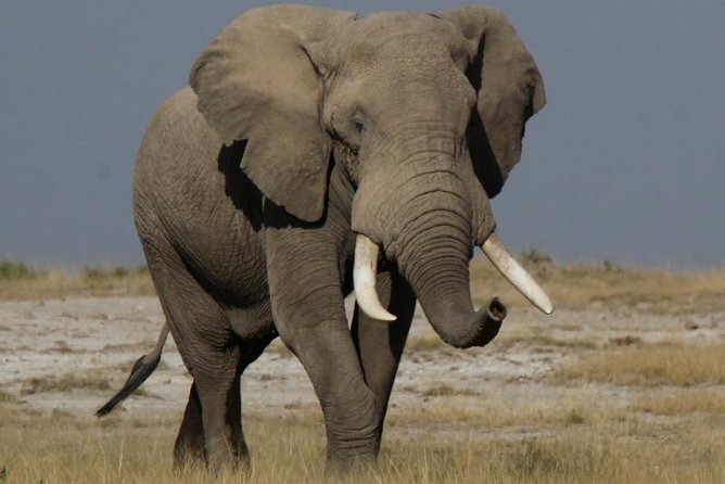 10 Days Migration Luxury Safari