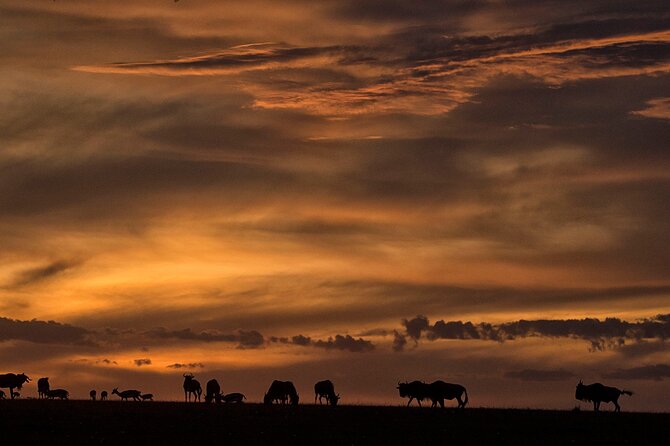 13-Day Private Wildlife Safari Tour of Kenya and Tanzania - Tour Overview