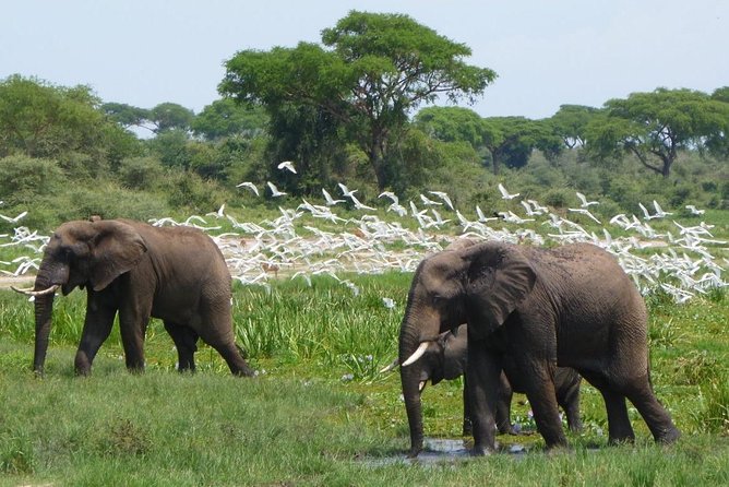 15 Day Gorillas, Chimps and Big 5 Safari Tour