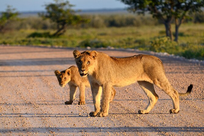 2 Day Budget Safari in Tarangire and Ngorongoro From Arusha