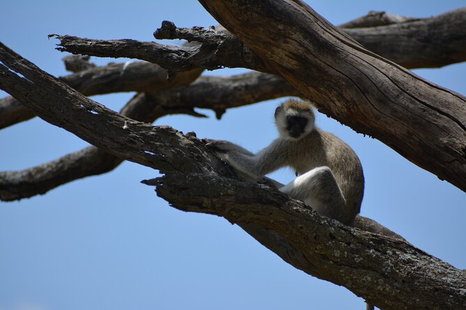 2 Days 1 Night Northern Joining Safari Private Tour - Tour Overview