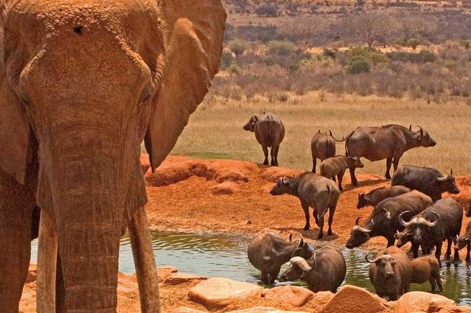 2 Days Amboseli National Park Safari- Guarantee Daily Departure