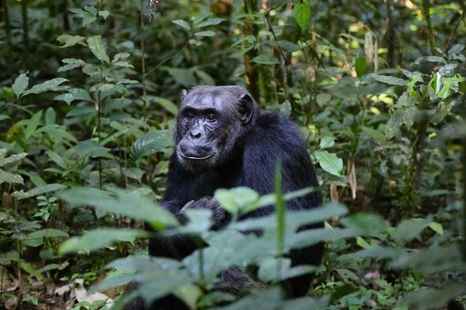 2 Days Chimpazee Safari in Kibale Forest Park Uganda.