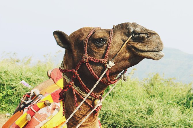 2 Days Desert Tour Fez to Marrakech (Or Back to Fez) - Tour Overview