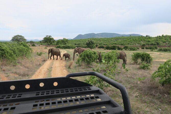 2 Days Mikumi Private Safari From Zanzibar With Accommodation