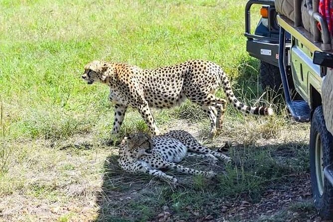 2 Days Safari of Masai Mara