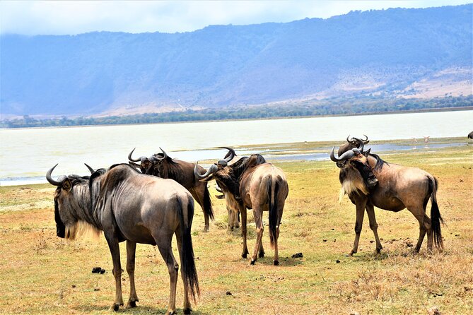 2 Days Safari Through Tarangire NP and Lake Manyara NP