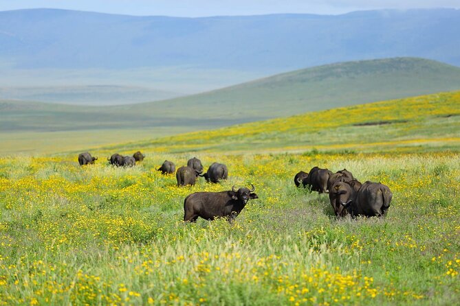 2 Days Tour Tarangire & Ngorongoro - Tour Overview