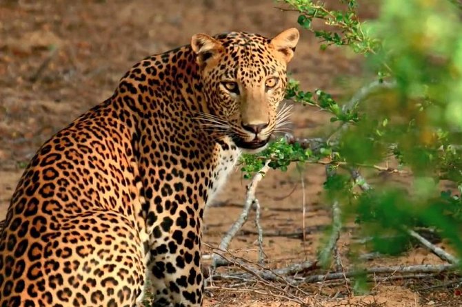 2 Days Tour to Galle & Yala National Park From Colombo