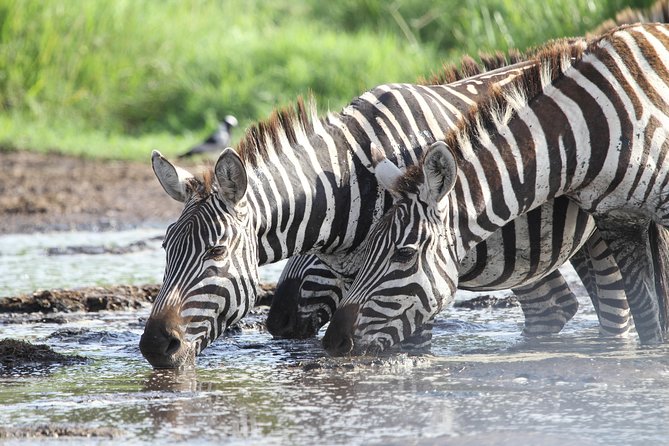 2 Days Wildlife Game Drives Through Tarangire and Ngorongoro Crater