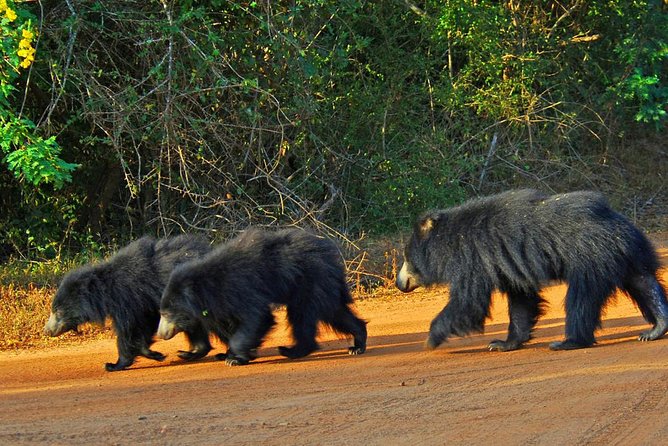 2 Days Yala National Park From Colombo With of Jeep Safari