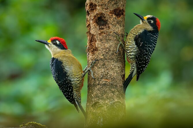 2-Hour Chachagua Rainforest – Birdwatching Tour