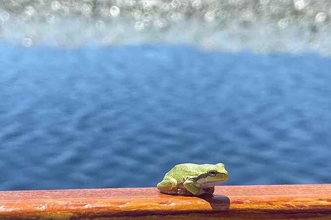 2 Hour Group Boat Trip in Skadar Lake - Pricing and Inclusions
