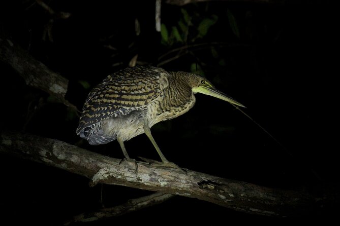 2 Hours of Night Boat Experience Through the Mangroves - Exploring the Mangrove Ecosystem