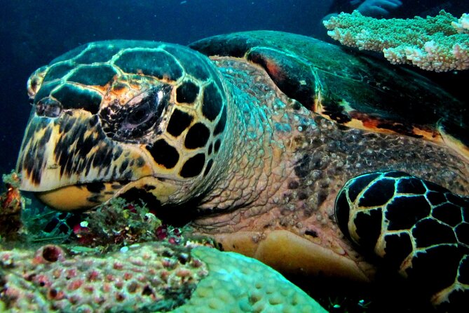 2 PADI Certified Dives at Tulamben From Bali