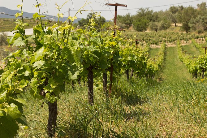 2. Wine Tour Nemea: the New Wines of Nemea