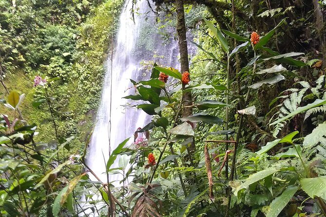 2x1 Guided Tour Combo Hanging Bridges and Night Walk - Overview of the Tour
