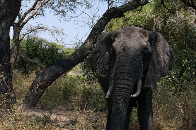 3-Day / 2 Nights Group Safari Serengeti & Ngorongoro Crater - Inclusions and Exclusions
