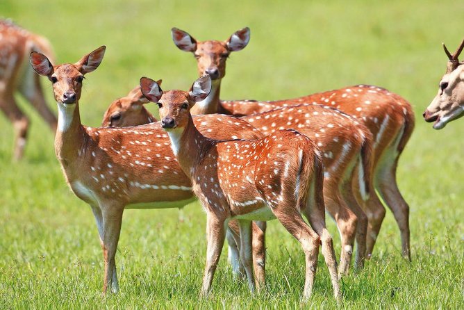 3-Day All Inclusive Luxury Mobile Camping in Wasgamuwa National Park