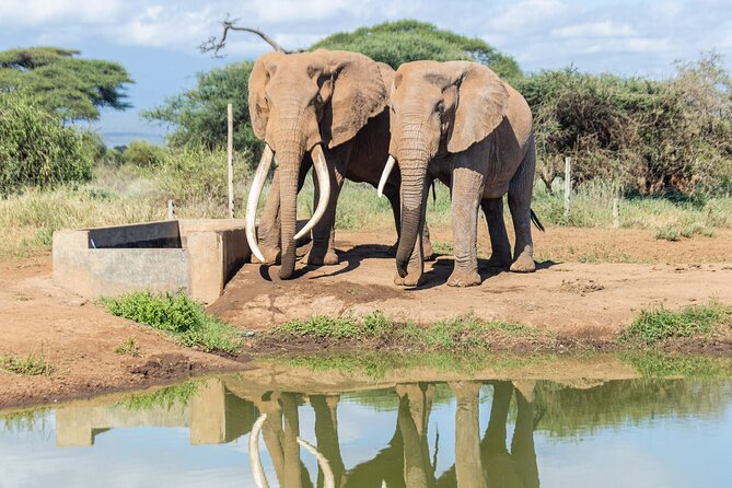 3-Day Amboseli National Park Safari Tour