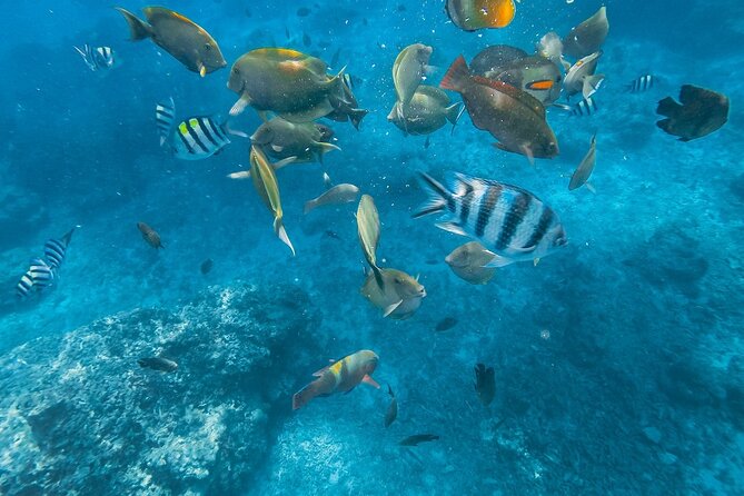 3-Day Bali North Tour With Snorkeling,Dolphin & Ijen Crater Trek
