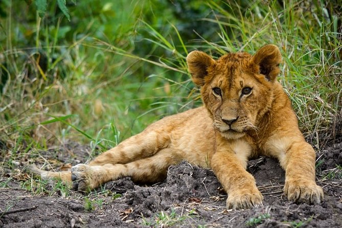 3-Day Masai Mara National Park Superior Tour