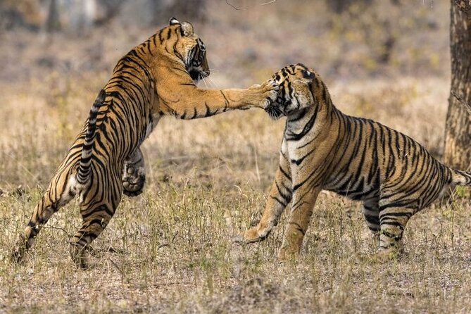 3-Day Ranthambhore Tiger Tour From Jaipur to Taj Mahal Agra Ending in Delhi