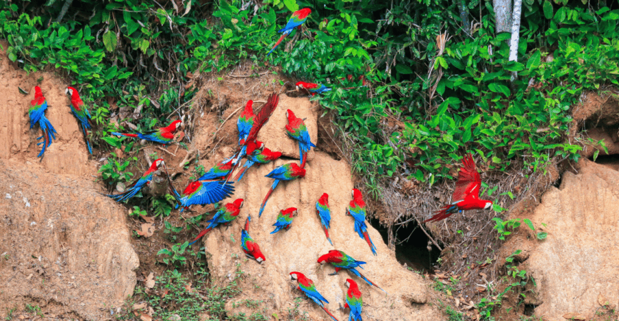 3 Days/2 Macaw Clay Lick