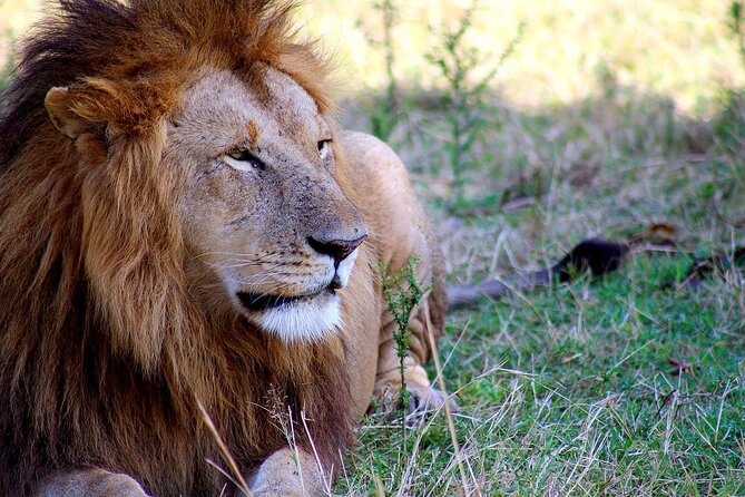 3 Days 2 Nights Maasai Mara Group Tour With 4×4 Jeep