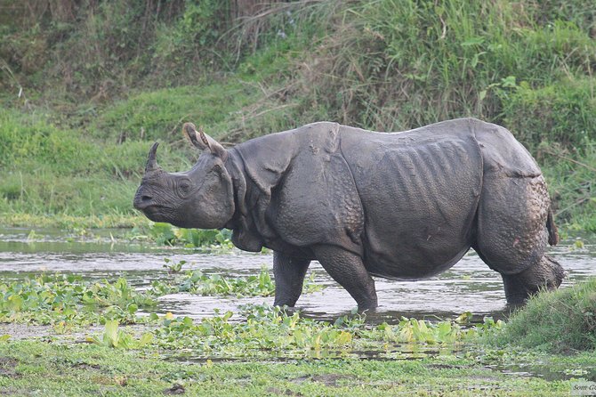 3 Days Jungle Safari in Chitwan National Park